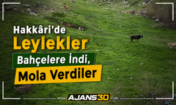 Hakkâri’de Leylekler Bahçelere İndi, Mola Verdiler