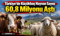 Türkiye’de Hayvan Varlığı Büyüyor