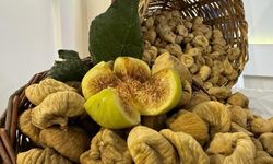 İncirin Anavatanında 42 Çeşidi Var