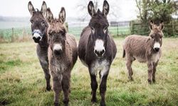 Türkiye’de Eşek ve Katır Sayısı Son 20 Yılda Büyük Oranda Azaldı