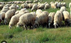 Hakkârili Gençler Bu Fırsat Sizin! Küçükbaşta Büyük Destek Başlıyor