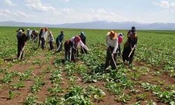 Tarım İşçilerine Ödenen Ücretlerde Büyük Artış