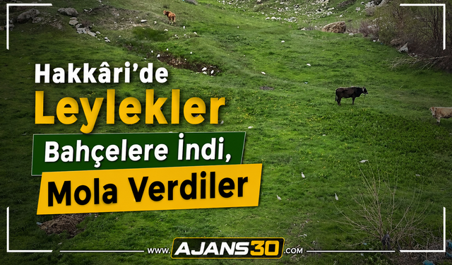 Hakkâri’de Leylekler Bahçelere İndi, Mola Verdiler