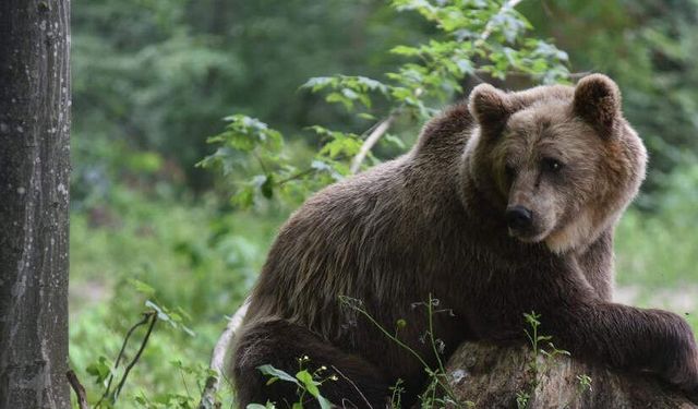İsveç’te polis korumasında boz ayı katliamı