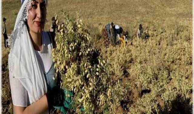 Yüksekovalı kadın girişimciler ektikleri nohudun hasadına başladı