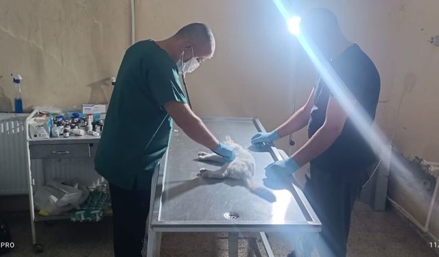 Kalbi duran kediye kalp masajı yapıldı