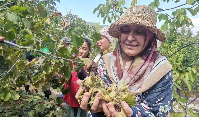 FINDIK KÖYLÜLERİN GELİR KAPISI OLDU