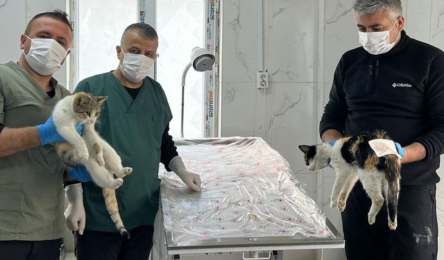 Donma Tehlikesi Geçiren Kediler Kurtarıldı