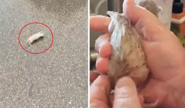 Kedi Diye Evine Aldı, Bambaşka Bir Şeye Dönüştü