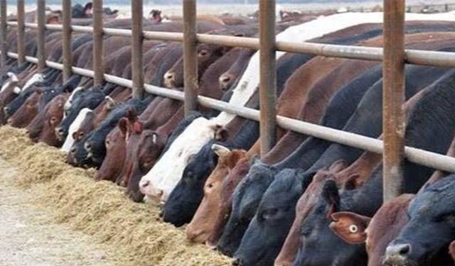 Hakkari’de 5-30 Baş Hayvan Desteği! Başvurular Başladı