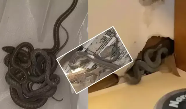 Hakkari'de Toprak Evin Damında Yılan Paniği