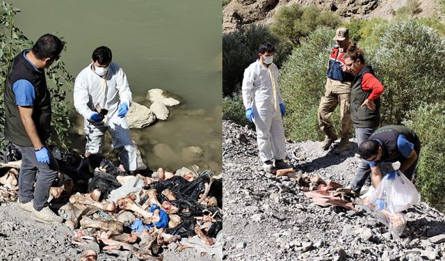 Hakkâri’de Zap Suyu Kenarında Bulunan Kemikler İncelendi: Sonuç Ortaya Çıktı