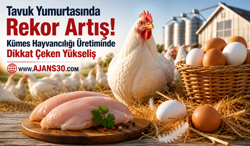 Tavuk Yumurtasında Rekor Artış!