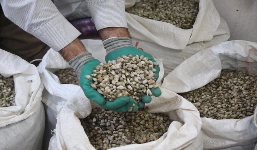 “Yeter Artık!” Hakkâri Halkı 5 Yıllık Ot Toplama Yasağı İstiyor