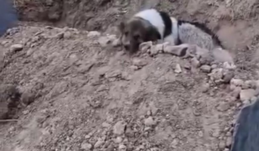 Gitti Ama Unutulmadı: Sadık Dost Mezar Başında Nöbette