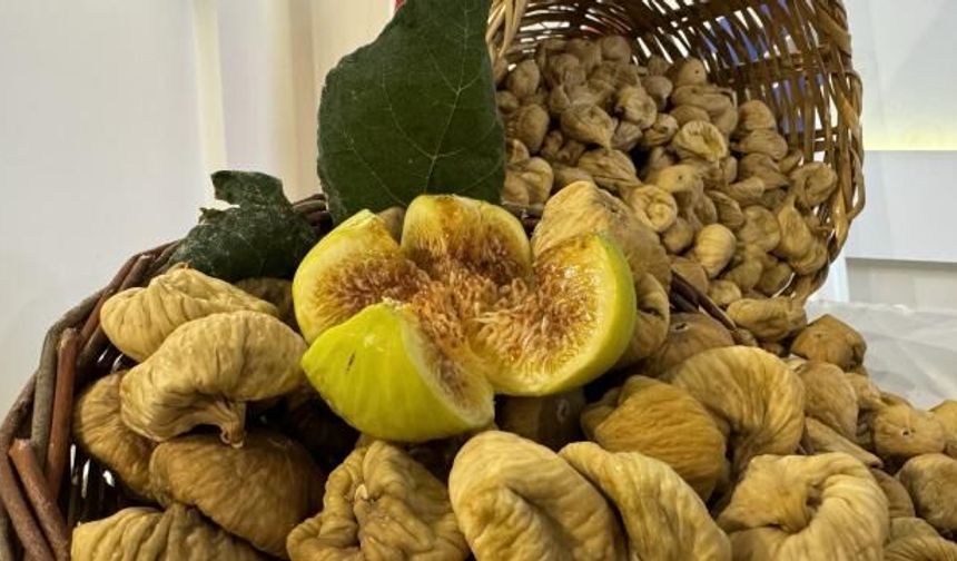 İncirin Anavatanında 42 Çeşidi Var