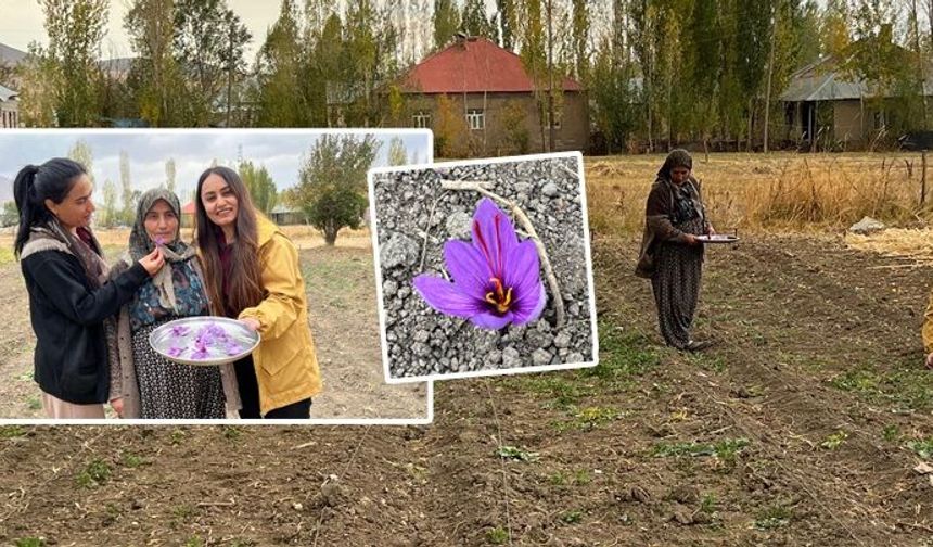 Yüksekova’da İlk Kez“Safran” Hasat Edildi