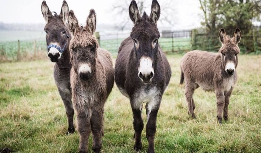 Türkiye’de Eşek ve Katır Sayısı Son 20 Yılda Büyük Oranda Azaldı