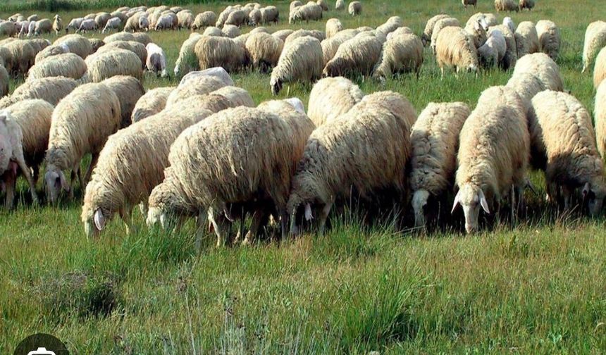 Hakkârili Gençler Bu Fırsat Sizin! Küçükbaşta Büyük Destek Başlıyor