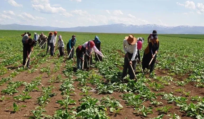Tarım İşçilerine Ödenen Ücretlerde Büyük Artış
